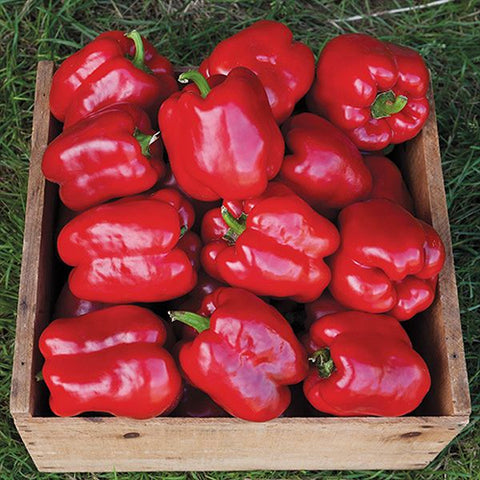 Pepper (Sweet), King of the North (Certified Organic Seeds)