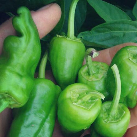 Seeds - Pepper (Hot), Padron OG (F)