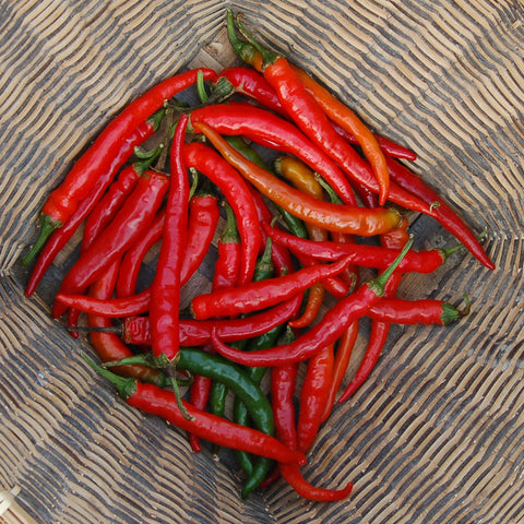 Organic Ring-O-Fire Hot Pepper