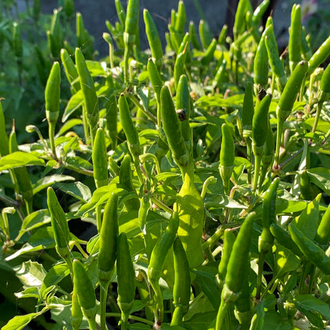 Live Plant - Pepper, Takanotsume - 8" pot