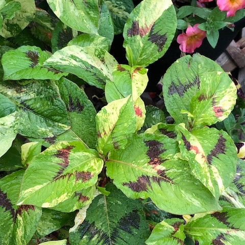 Live Plant - Persicaria virginiana 'Painter's Palette'
