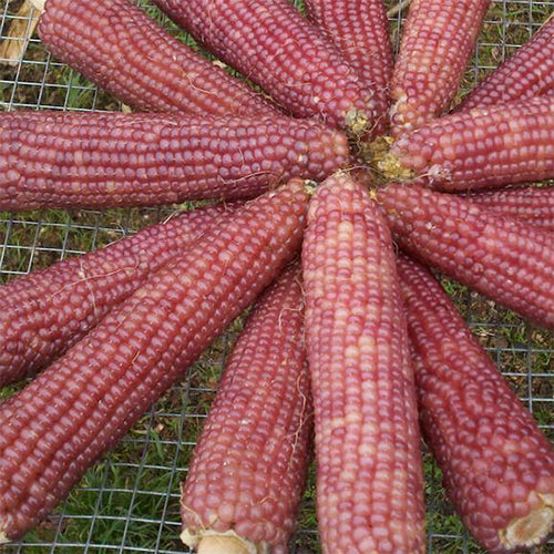 Corn, Early Pink Pearl Popcorn (Organically Grown Seeds)