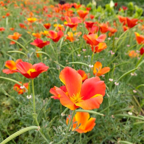 Poppy, California 'Copper Pot' (Organically Grown Seeds)