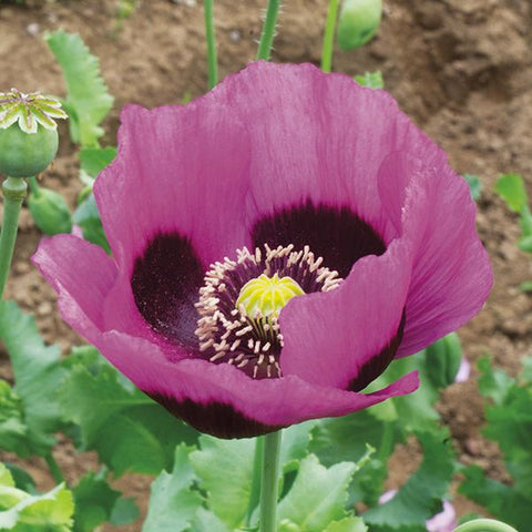 Poppy, Planete Rouge du Jura (Certified Organic Seeds)