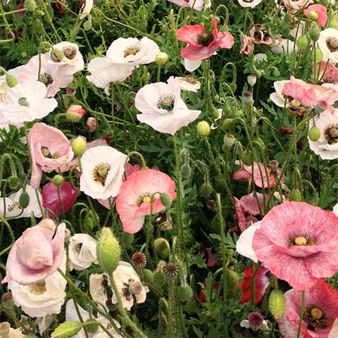 Poppy (Shirley), Mother of Pearl (Organically Grown Seeds)
