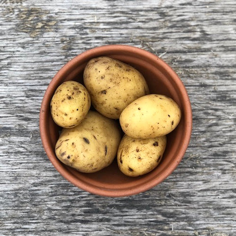 Seed Potato - German Butterball (Certified Organic)
