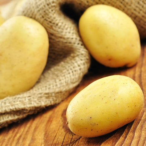 Seed Potato - Nicola (Certified Organic)