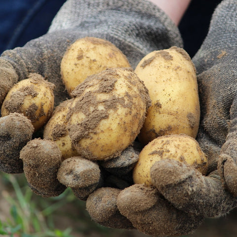 Seed Potato - Ballerina (Certified Organic)