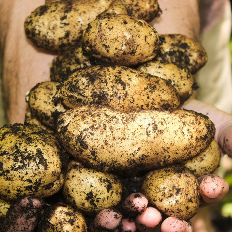 Seed Potato - Excellency (Certified Organic)