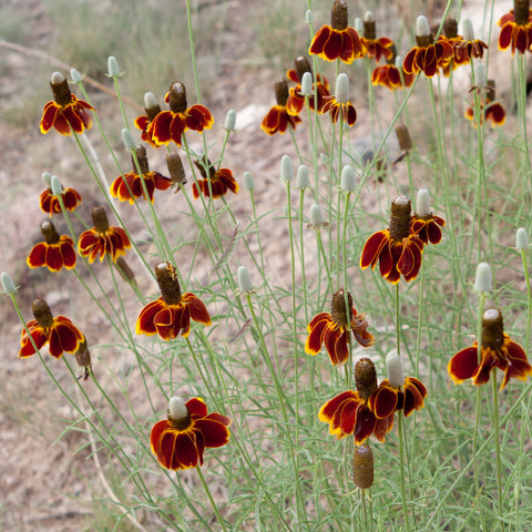 Prairie Coneflower (Organically Grown Seeds)