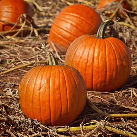 Pumpkin, Howden (Certified Organic Seeds)