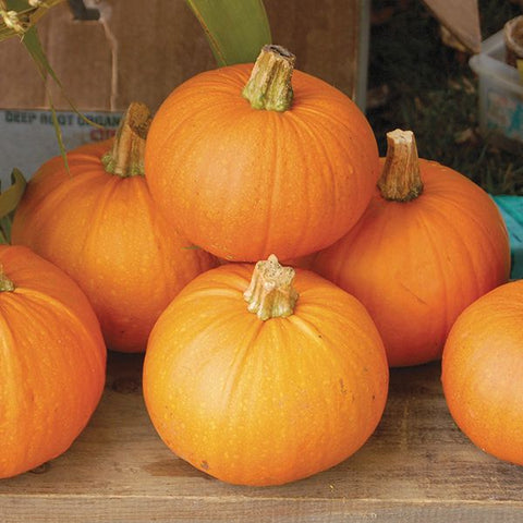 Organic New England Pie Pumpkin at Sage Garden