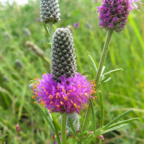 Clover, Purple Prairie (Organically Grown Seeds)