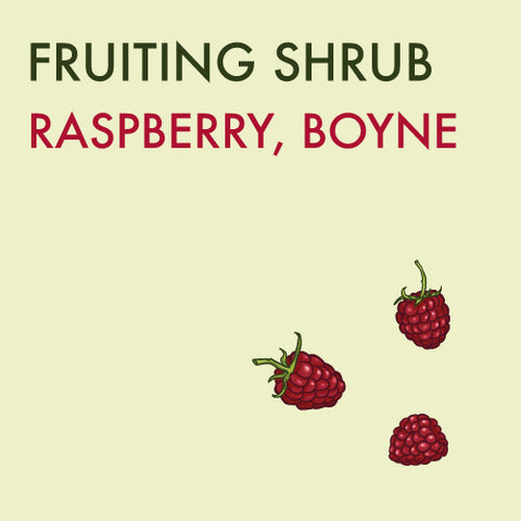 Raspberry, Boyne - 1-gallon