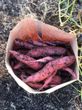 Sweet Potato, Vineland Radiance