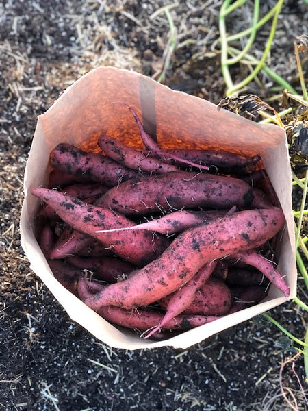 Sweet Potato, Vineland Radiance