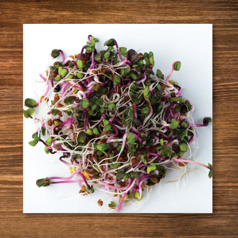 Radish, Triton - Mumm's Sprouting/ Microgreen Seeds - Certified Organic