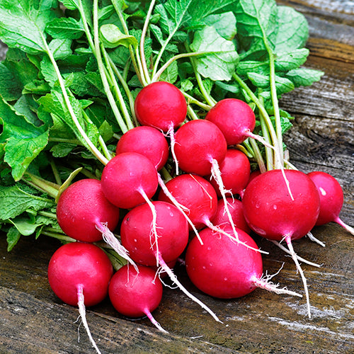 Radish, Champion (Organically Grown Seeds)