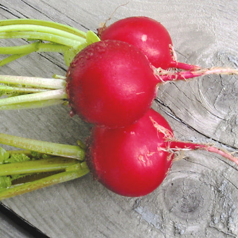 Organic Cherry Belle Radish