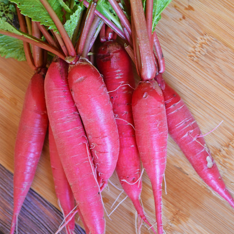 Radish, China Rose (Organically Grown Seeds)