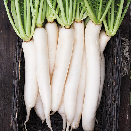 Radish, Daikon (Certified Organic Seeds)