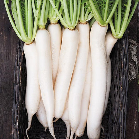 Radish, Daikon (Certified Organic Seeds)