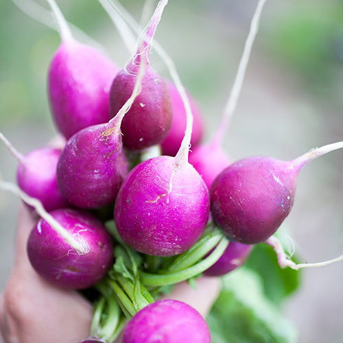 Radish, Purple Plum (Organically Grown Seeds)
