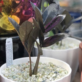 ZZ Raven - Live Plant