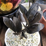 ZZ Raven - Live Plant