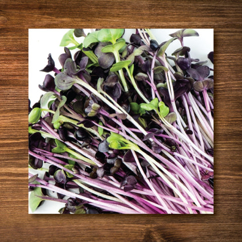 Radish, Red - Sprouting/ Microgreen Seeds - Certified Organic