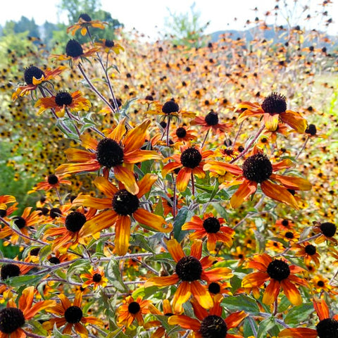 Rudbeckia, Prairie Glow (Organically Grown Seeds)