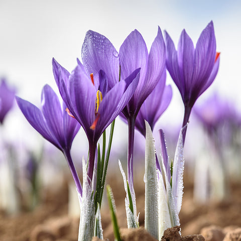 Bulbs (Indoor) - Crocus 'Saffron'