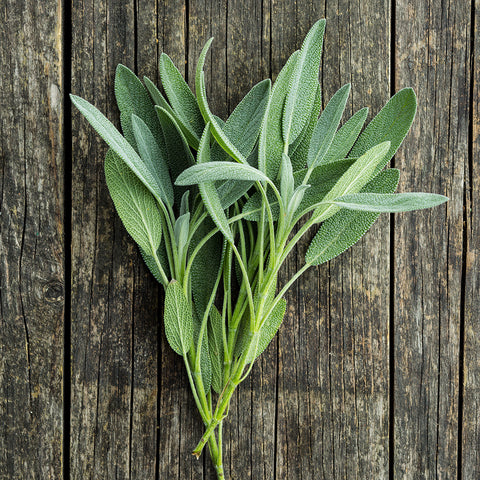 Sage, Garden (Organically Grown Seeds)