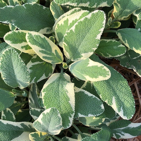 Live Plant - Sage, Berrgarten Variegated