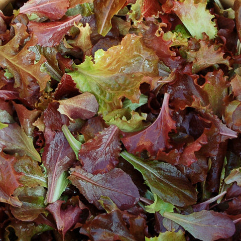 Lettuce (Blend), Red Planet (Certified Organic Seeds)