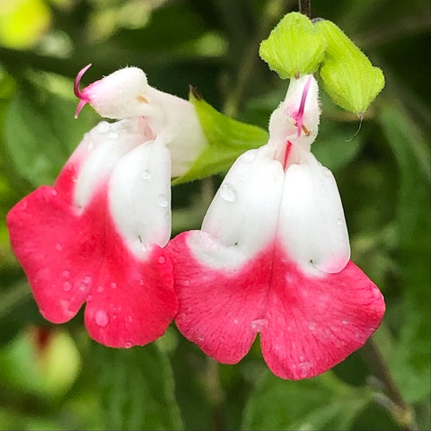 Live Plant - Salvia, Hot Lips