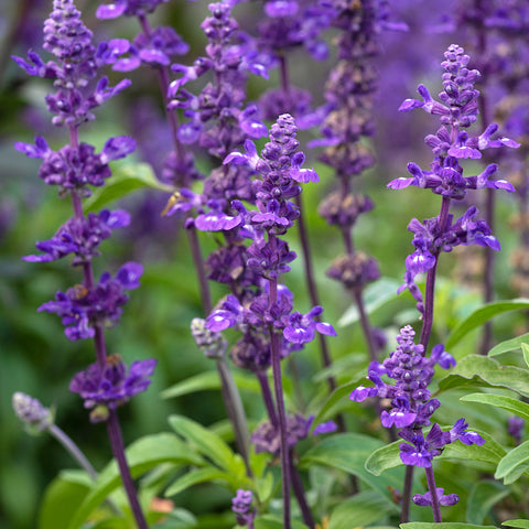 Salvia, Sirius Blue (Organically Grown Seeds)