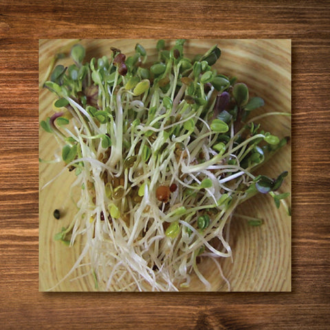 Sandwich Booster Sprouting Seeds - Certified Organic