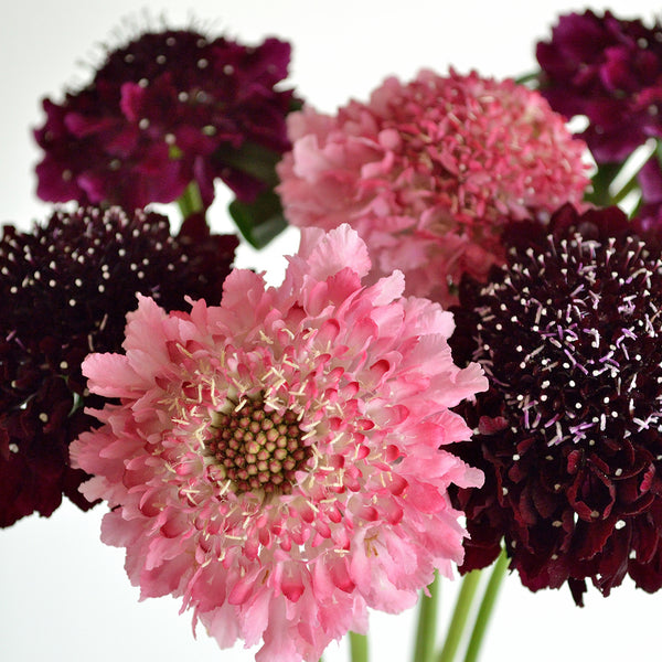 Scabiosa, Passion Mix (Organically Grown Seeds)