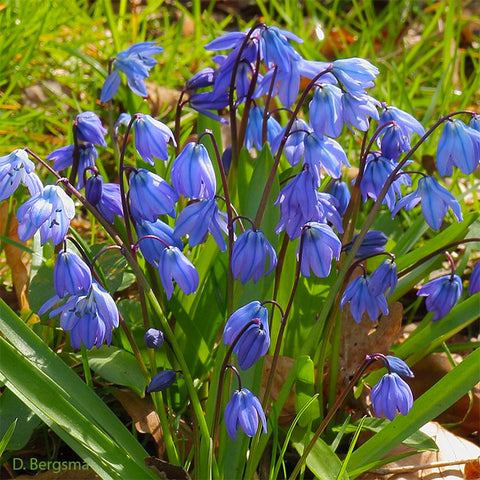 Bulbs - Scilla 'Siberian Squill'