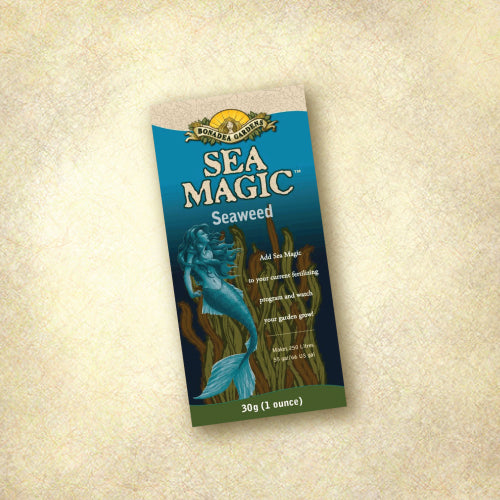 Sea Magic Kelp