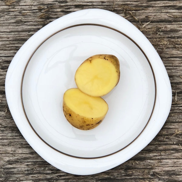 Seed Potato - Sieglinde (Certified Organic)