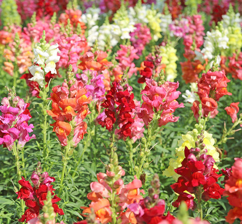Snapdragon, Lion's Mouth (Organically Grown Seeds)