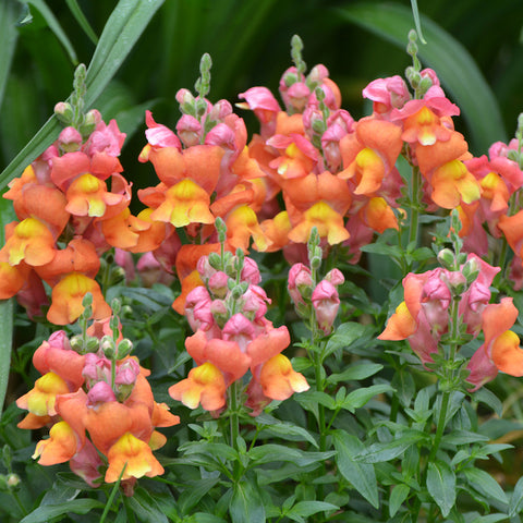 Snapdragon, Orange Wonder (Organically Grown Seeds)