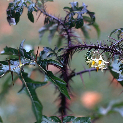 Solanum atropurpureum (Naturally Grown Seeds)