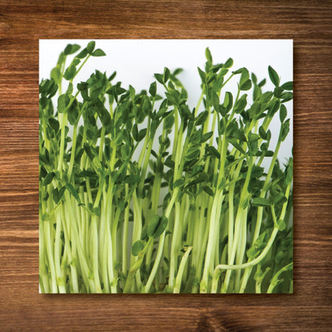 Peas, Speckled - Sprouting/ Microgreen Seeds - Certified Organic