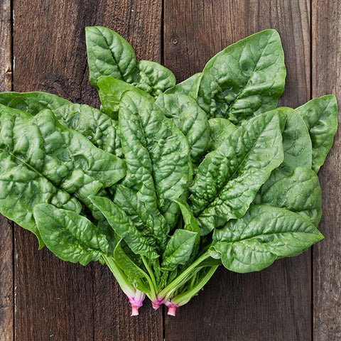 Spinach, Winter Bloomsdale (Organically Grown Seeds)