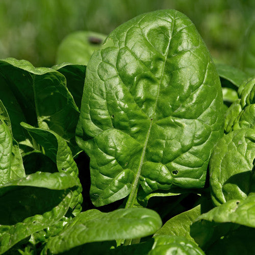 Spinach, Regiment F1 (Certified Organic Seeds)