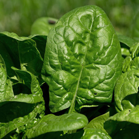 Spinach, Regiment F1 (Certified Organic Seeds)