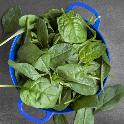 Spinach, Renegade F1 (Certified Organic Seeds)